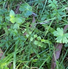 Asplenium flabellifolium (Necklace Fern) at Bungonia, NSW - 29 Mar 2024 by Tapirlord