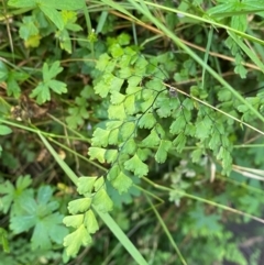 Adiantum aethiopicum at Bungonia, NSW - 29 Mar 2024 by Tapirlord