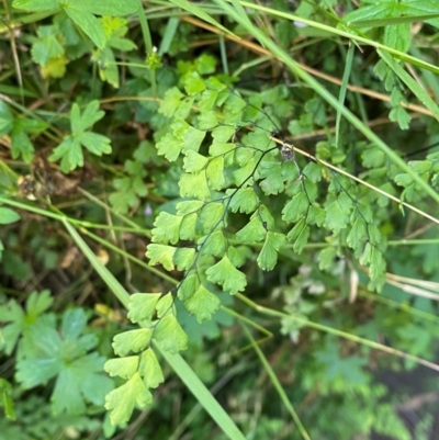 Adiantum aethiopicum at Bungonia National Park - 29 Mar 2024 by Tapirlord