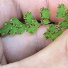 Adiantum capillus-veneris at Bungonia National Park - 30 Mar 2024