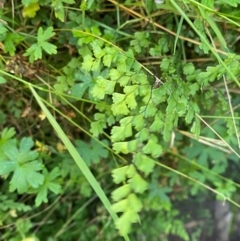 Adiantum capillus-veneris at Bungonia National Park - 30 Mar 2024