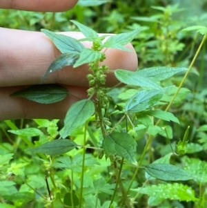 Parietaria debilis at Bungonia National Park - 30 Mar 2024