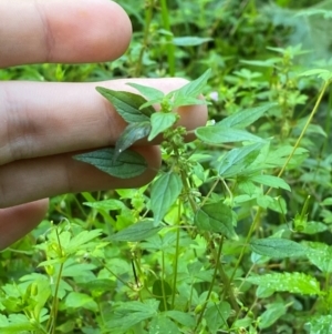 Parietaria debilis at Bungonia National Park - 30 Mar 2024