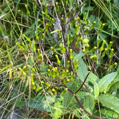 Senecio minimus (Shrubby Fireweed) at Bungonia, NSW - 29 Mar 2024 by Tapirlord
