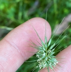 Echinopogon ovatus (Forest Hedgehog Grass) at Bungonia, NSW - 29 Mar 2024 by Tapirlord