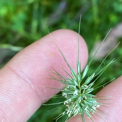 Echinopogon ovatus (Forest Hedgehog Grass) at Bungonia National Park - 30 Mar 2024 by Tapirlord