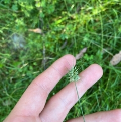 Echinopogon ovatus at Bungonia National Park - 30 Mar 2024