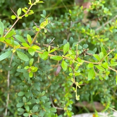 Bursaria spinosa subsp. spinosa (Blackthorn, Boxthorn) at Bungonia, NSW - 29 Mar 2024 by Tapirlord