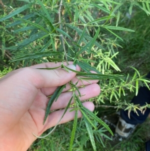 Olearia viscidula at Bungonia National Park - 30 Mar 2024 10:41 AM