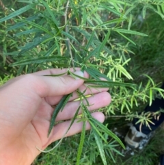 Olearia viscidula at Bungonia National Park - 30 Mar 2024 10:41 AM