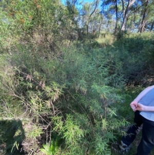 Olearia viscidula at Bungonia National Park - 30 Mar 2024 10:41 AM