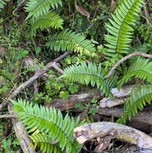 Pellaea falcata at Bungonia National Park - suppressed