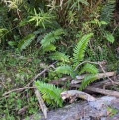 Pellaea falcata at Bungonia National Park - suppressed