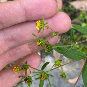 Sigesbeckia orientalis at Bungonia National Park - 30 Mar 2024 10:41 AM