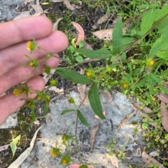 Sigesbeckia orientalis at Bungonia National Park - 30 Mar 2024 10:41 AM