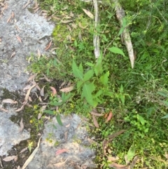 Sigesbeckia orientalis at Bungonia National Park - 30 Mar 2024 10:41 AM