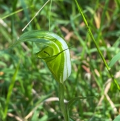 Pterostylis obtusa (Blunt-tongue Greenhood) at Bungonia, NSW - 29 Mar 2024 by Tapirlord