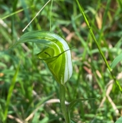 Diplodium obtusum (Blunt-tongue Greenhood) at Bungonia National Park - 30 Mar 2024 by Tapirlord