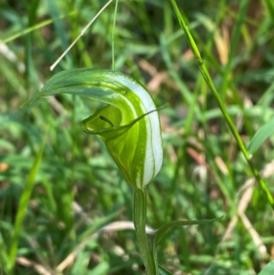 Pterostylis obtusa (Blunt-tongue Greenhood) at Bungonia, NSW - 29 Mar 2024 by Tapirlord