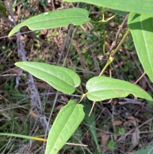 Clematis aristata at Bungonia National Park - 30 Mar 2024