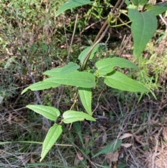 Clematis aristata at Bungonia National Park - 30 Mar 2024