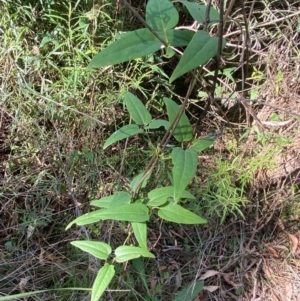 Clematis aristata at Bungonia National Park - 30 Mar 2024