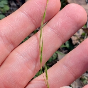 Microlaena stipoides at Bungonia National Park - 30 Mar 2024 10:34 AM