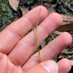 Microlaena stipoides at Bungonia National Park - 30 Mar 2024 10:34 AM