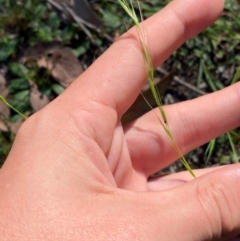 Microlaena stipoides at Bungonia National Park - 30 Mar 2024 10:34 AM