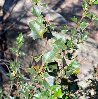 Podolobium ilicifolium (Prickly Shaggy-pea) at Gundary, NSW - 29 Mar 2024 by Tapirlord