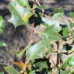 Podolobium ilicifolium at Gundary, NSW - 30 Mar 2024