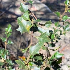 Podolobium ilicifolium at Gundary, NSW - 30 Mar 2024