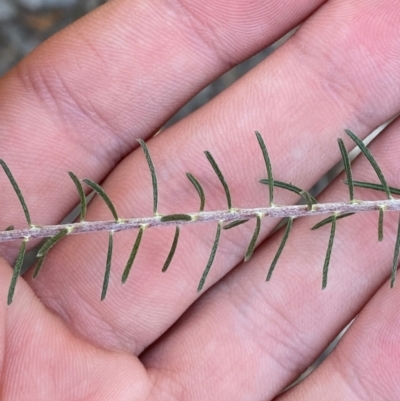 Dillwynia sericea (Egg And Bacon Peas) at Gundary, NSW - 29 Mar 2024 by Tapirlord