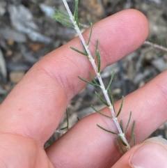 Dillwynia sericea at Gundary, NSW - 30 Mar 2024 10:01 AM