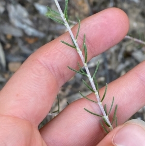 Dillwynia sericea at Gundary, NSW - 30 Mar 2024 10:01 AM