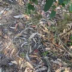 Dillwynia sericea at Gundary, NSW - 30 Mar 2024 10:01 AM