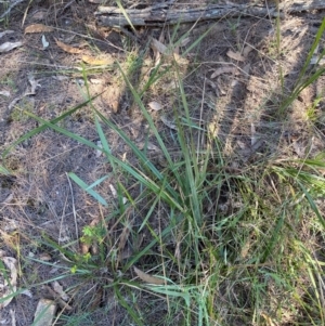 Dianella revoluta var. revoluta at Gundary, NSW - 30 Mar 2024