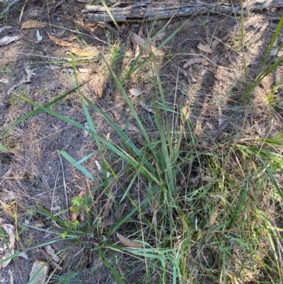 Dianella revoluta var. revoluta (Black-Anther Flax Lily) at Gundary, NSW - 30 Mar 2024 by Tapirlord