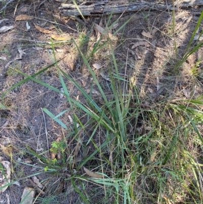 Dianella revoluta var. revoluta (Black-Anther Flax Lily) at Gundary, NSW - 29 Mar 2024 by Tapirlord