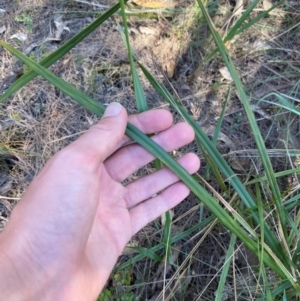 Dianella revoluta var. revoluta at Gundary, NSW - 30 Mar 2024