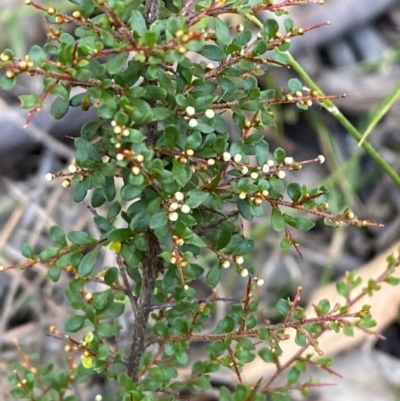 Cryptandra amara (Bitter Cryptandra) at Gundary, NSW - 30 Mar 2024 by Tapirlord