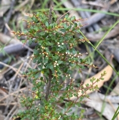 Cryptandra amara at Gundary, NSW - 30 Mar 2024 09:58 AM