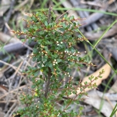 Cryptandra amara at Gundary, NSW - 30 Mar 2024