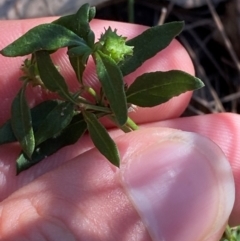 Opercularia diphylla (A stinkweed) at Gundary, NSW - 30 Mar 2024 by Tapirlord