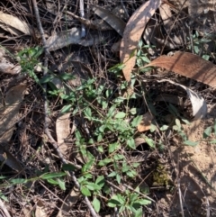 Opercularia diphylla at Gundary, NSW - 30 Mar 2024