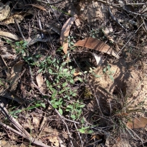 Opercularia diphylla at Gundary, NSW - 30 Mar 2024