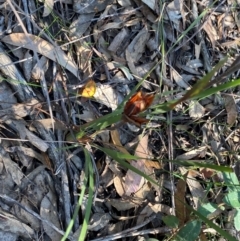 Patersonia sericea at Pomaderris Nature Reserve - 30 Mar 2024