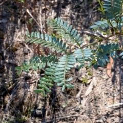 Acacia terminalis (Sunshine Wattle) at Pomaderris Nature Reserve - 29 Mar 2024 by Tapirlord