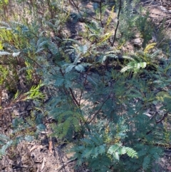 Acacia terminalis at Pomaderris Nature Reserve - 30 Mar 2024