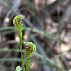 Pterostylis parviflora (Tiny Greenhood) at Pomaderris Nature Reserve - 29 Mar 2024 by Tapirlord